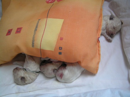 Dorly štěňátka B 7. den